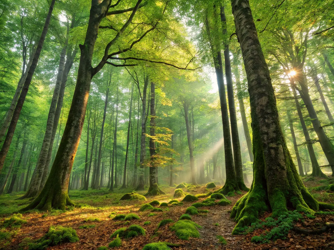 A vibrant photograph capturing the lush greenery of the Panamanian rainforest, showcasing diverse plant life and the dense canopy. The image should evoke a sense of adventure and natural beauty, suitable for an ecotourism blog.